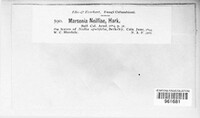 Marssonina neilliae image